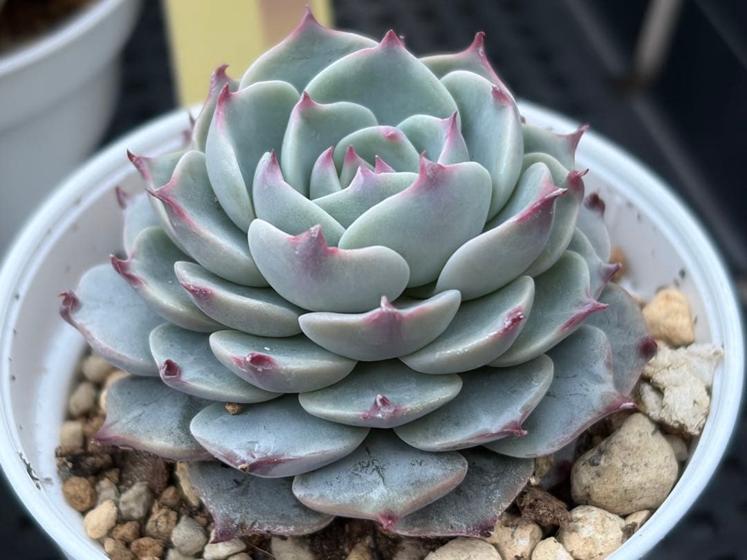 おらいさん苗12個セット　そわそわオマケで13苗ミックスベリア　エケベリア多肉