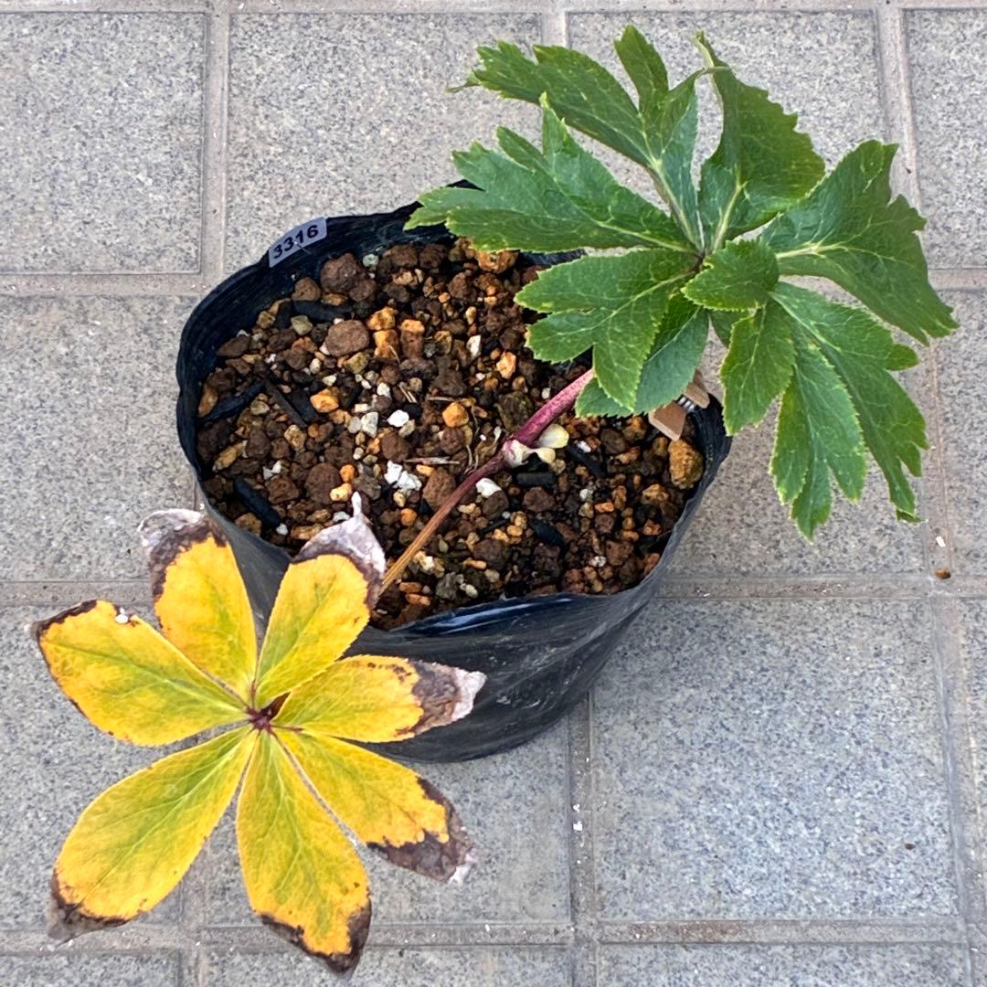 ち*る様 3316⭐️極上⭐️キラキラ光線⭐️スペシャルレッド⭐️多花性⭐️オー