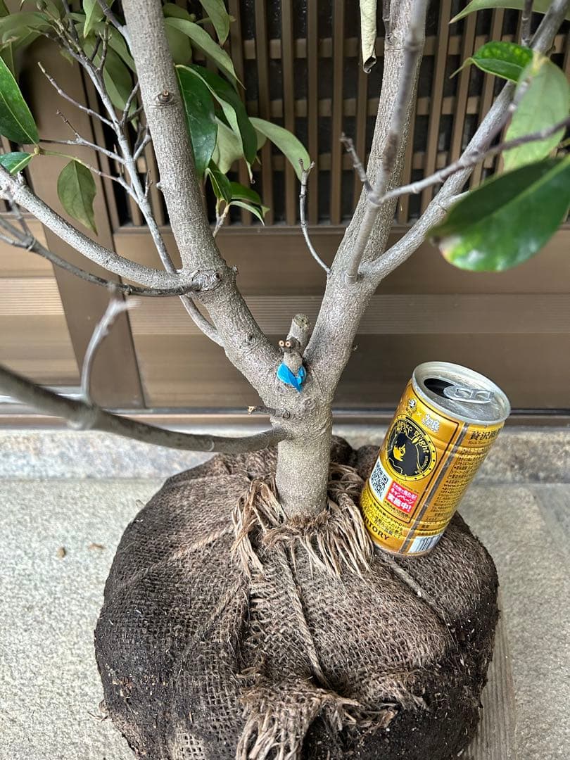 逸品　常緑ヤマボウシ　月光　本株立ち　花芽たっぷり