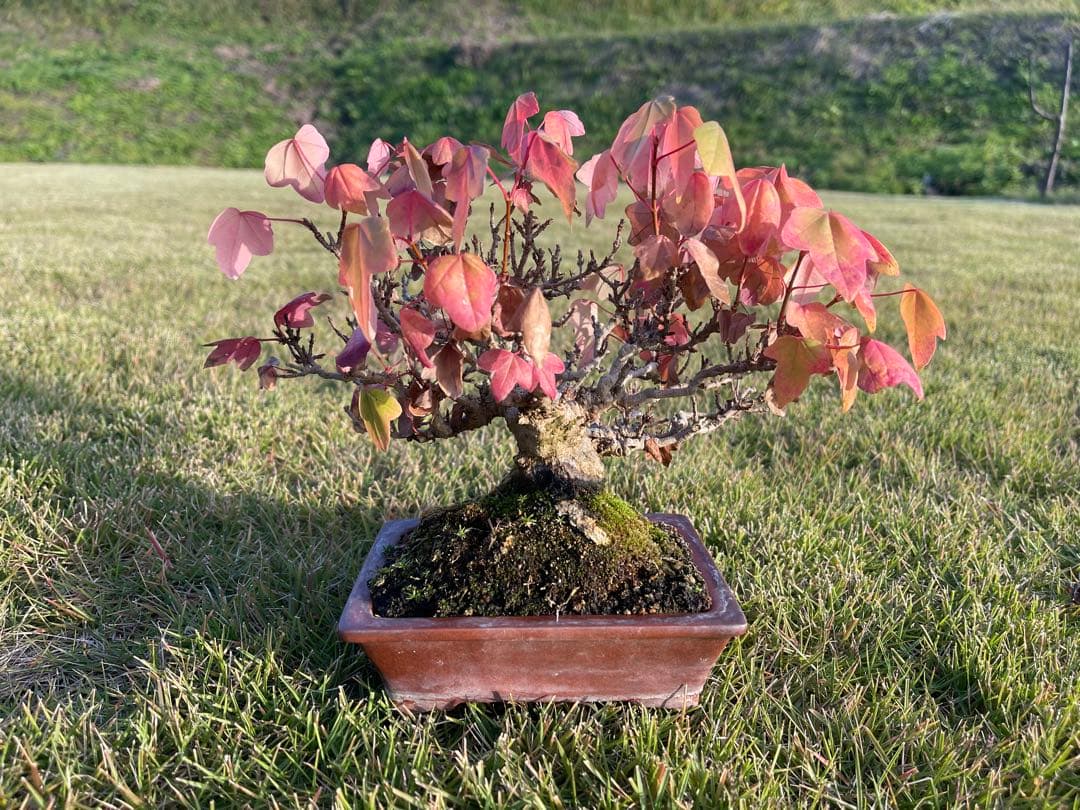 小品 盆栽 楓 カエデ