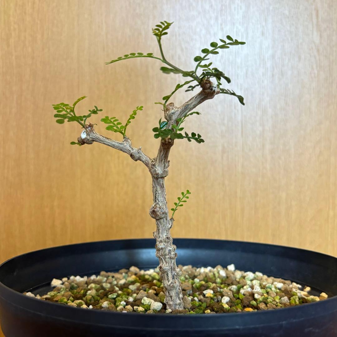 【鉢のまま宅急便発送】パキプス　実生株⑦