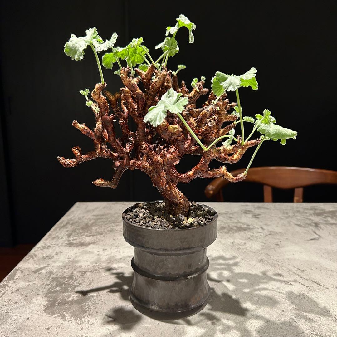 【haruharuさん専用】ペラルゴニウム　ミラビレ　現地株　発根済み