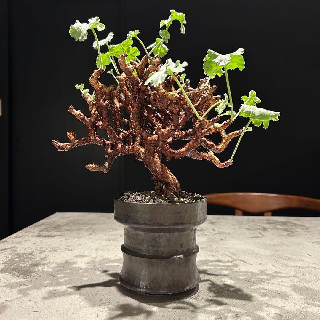 【haruharuさん専用】ペラルゴニウム　ミラビレ　現地株　発根済み