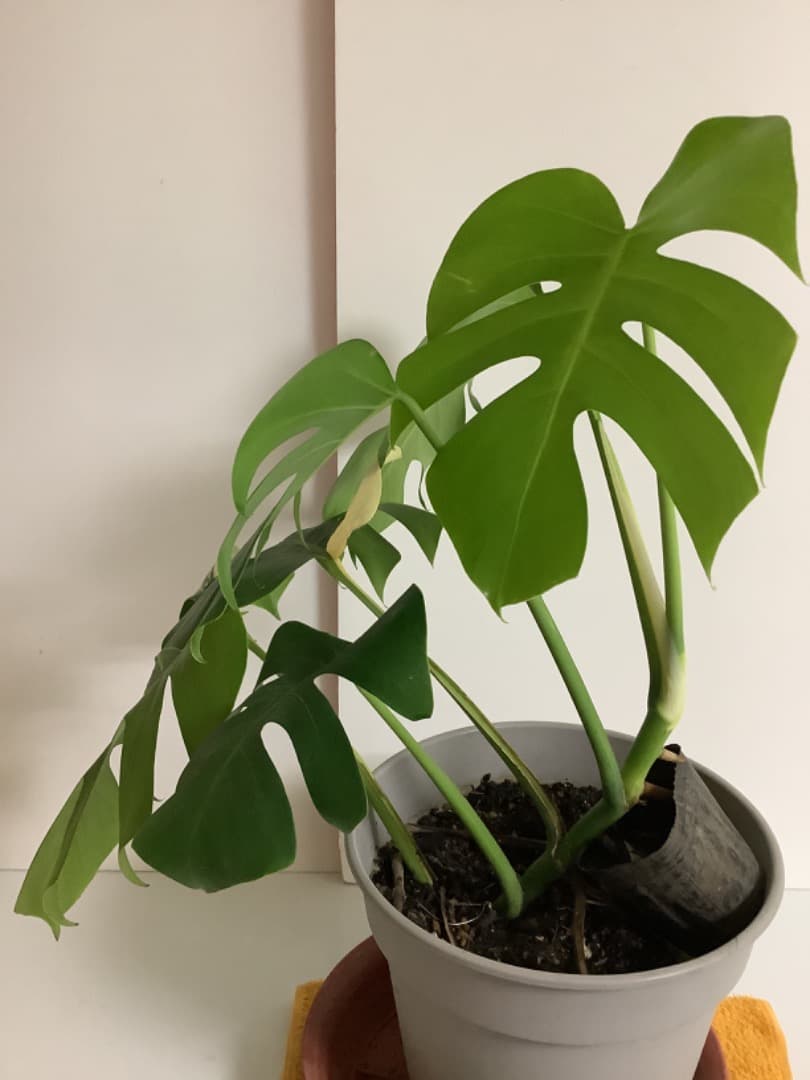 特大斑入りモンステラ（ボルシギアナ種）根上がり株【現品】: プラ鉢のまま発送