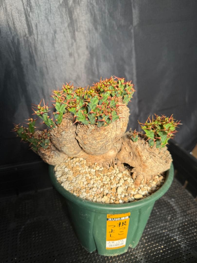 ③発根済み　ユーフォルビア　クラビゲラ