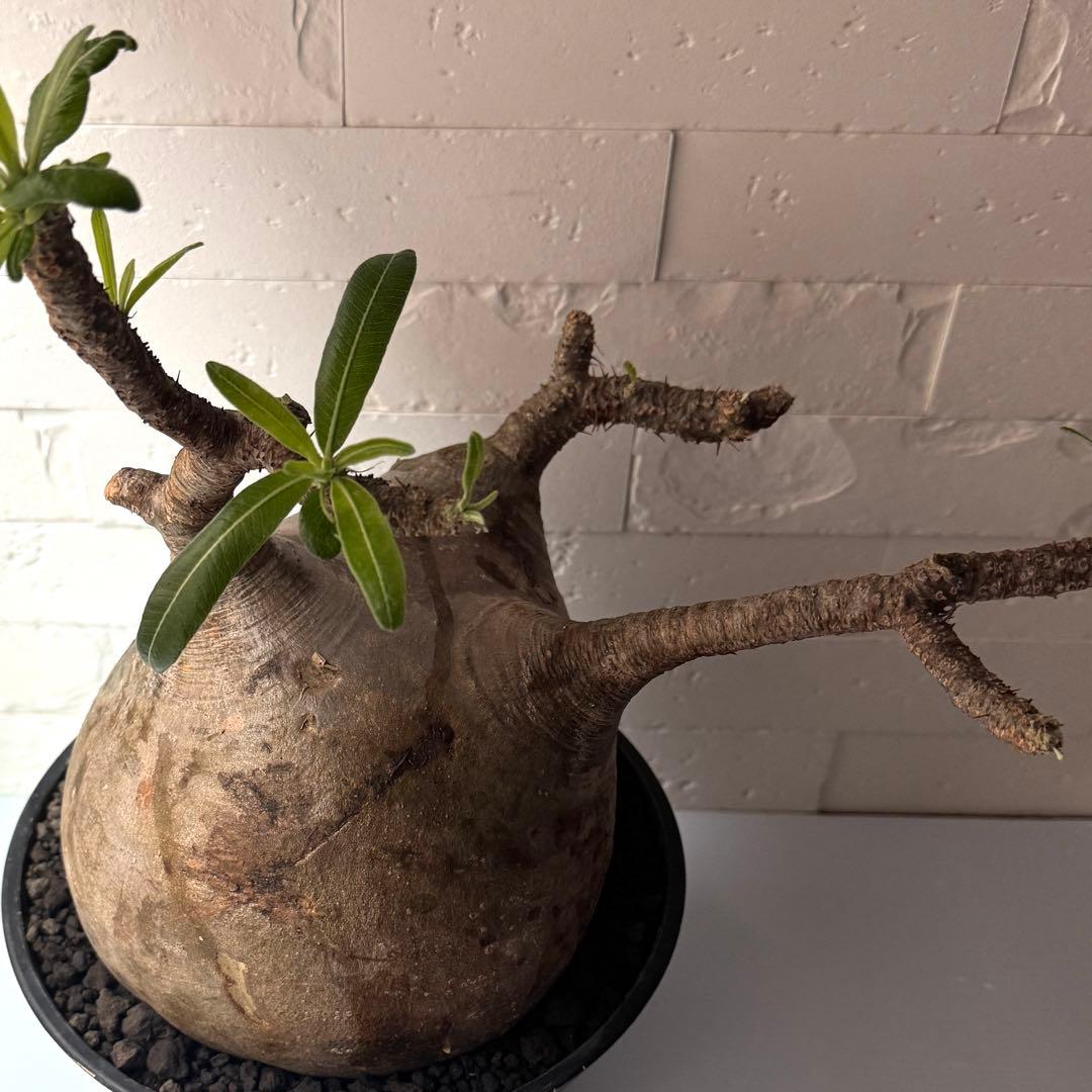 PG37 パキポディウム グラキリス 発根済 現地株