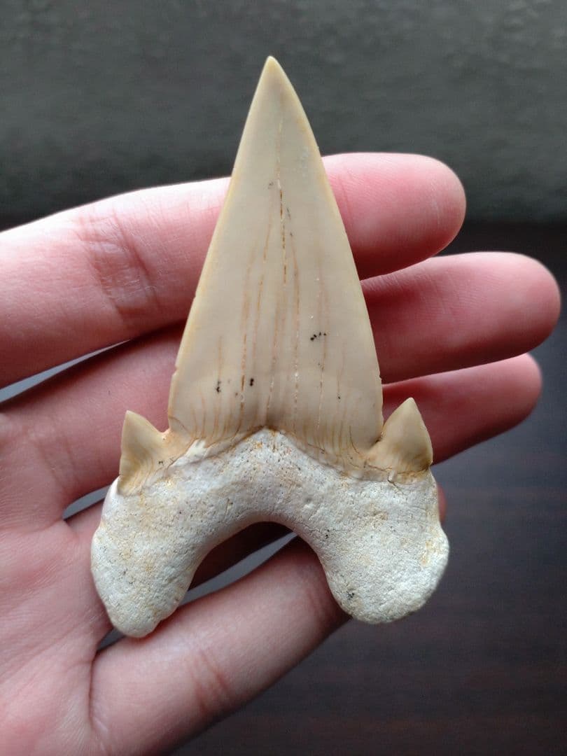 最終値下げ　サメの歯　化石標本