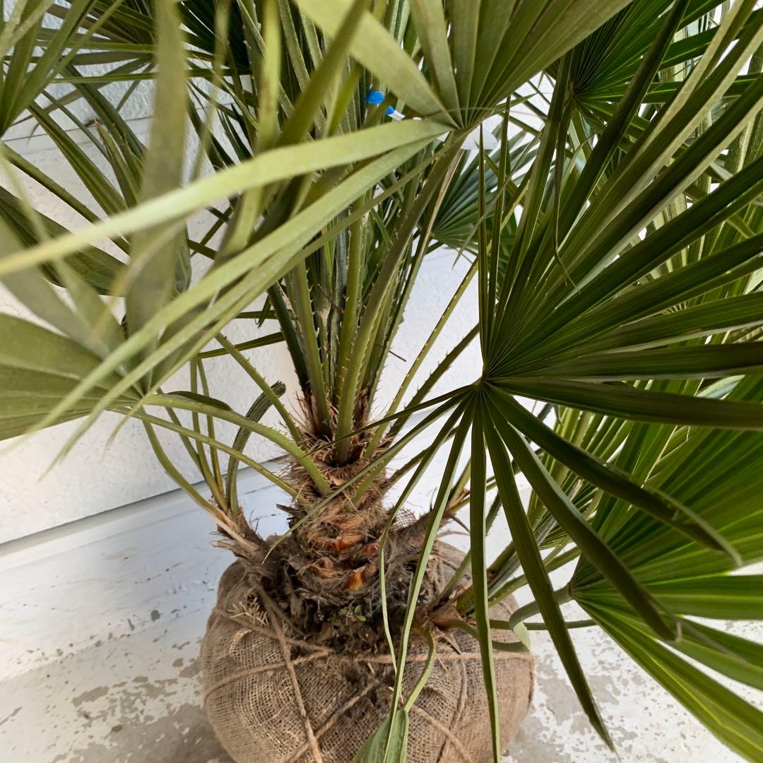 チャメロプス　大株　ドライガーデン　チャメロップス　耐寒性　アガベ 73