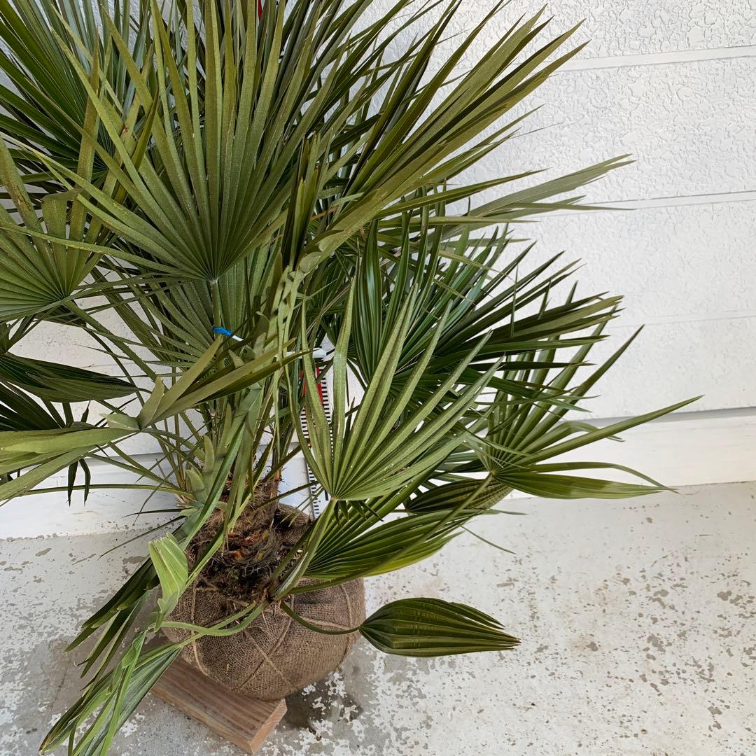 チャメロプス　大株　ドライガーデン　チャメロップス　耐寒性　アガベ 73