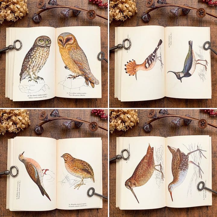 [素朴で美しい鳥の絵]チェコの古い鳥類図鑑(1941年)/ヴィンテージ 雰囲気◎