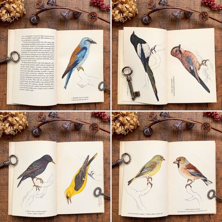 [素朴で美しい鳥の絵]チェコの古い鳥類図鑑(1941年)/ヴィンテージ 雰囲気◎