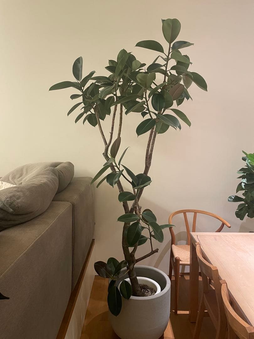 観葉植物 フィカス バーガンディ 220cm