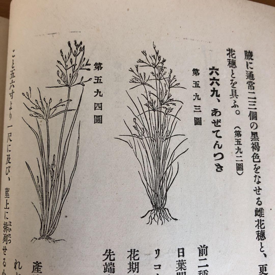 古書　野外植物の研究