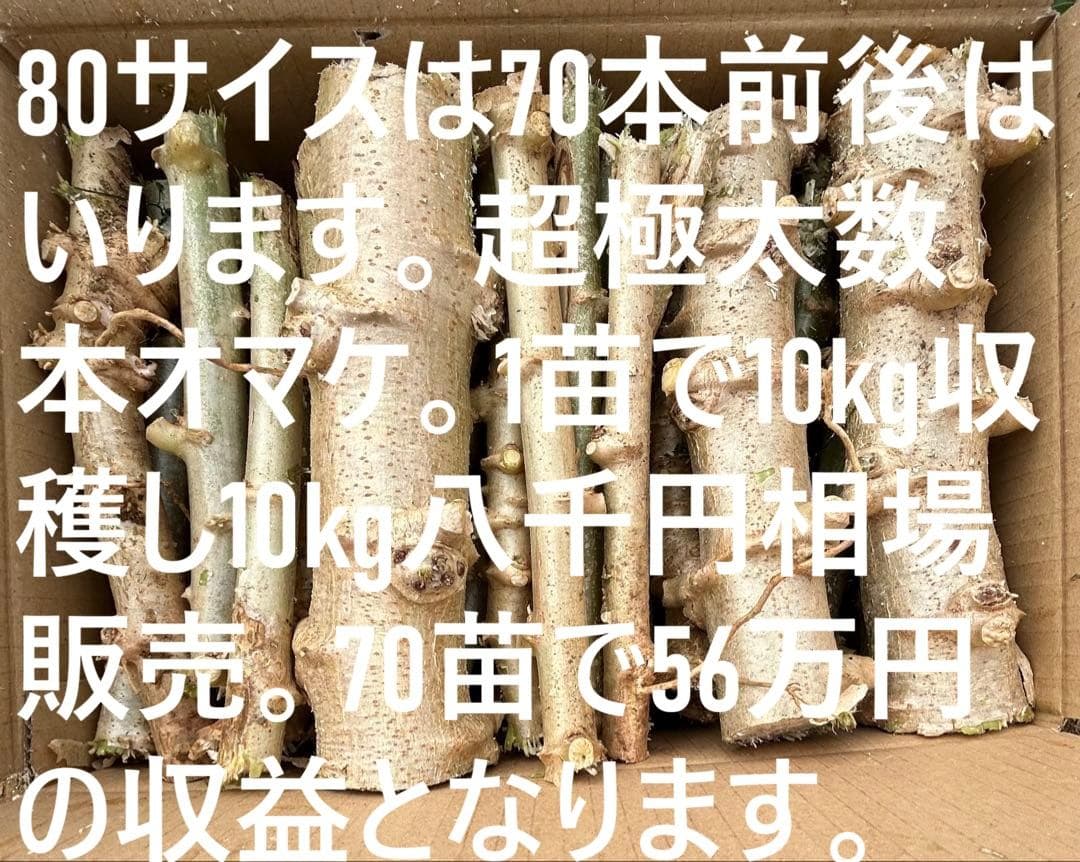 官能的な旨味と甘味。超高級★キャッサバ・ゴールドSS★挿し木枝。80サイズ箱満杯