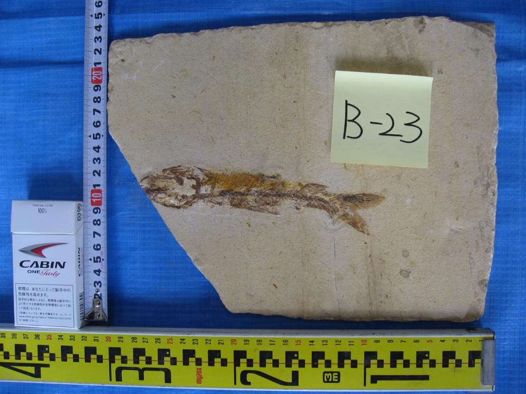古代魚の化石4点セット　F-1 B-6 B-22 B-23