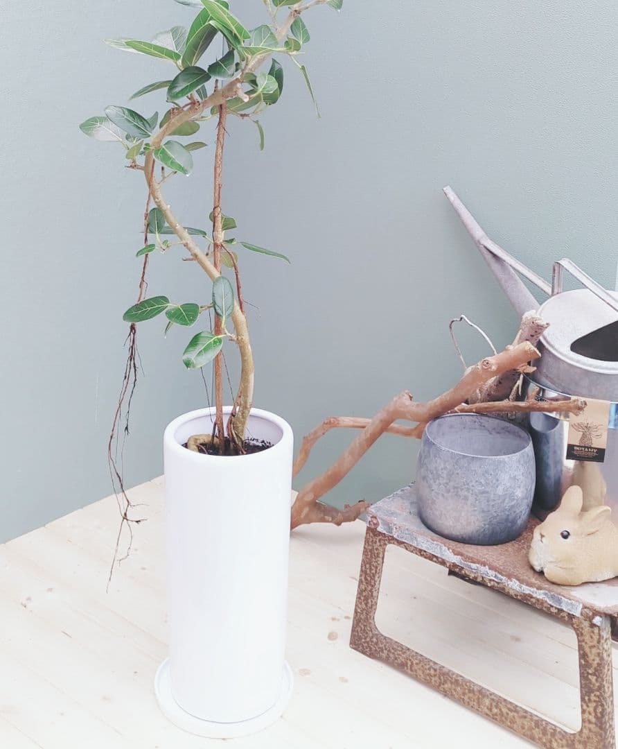 2月限定特価☆根上がり 曲がりベンガレンシス スリム 筒陶器ロング７号