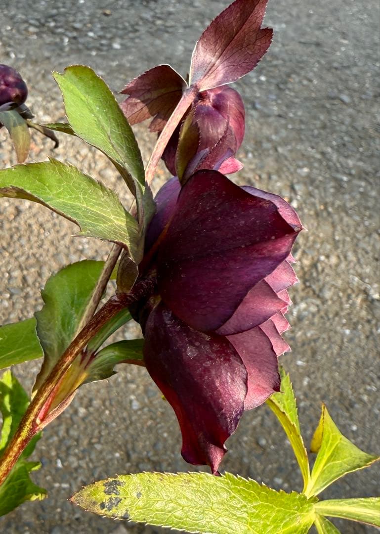 ★ラベル付き★充実株★クレオパトラ　レッドダーク★整形弁★クリスマスローズ開花株