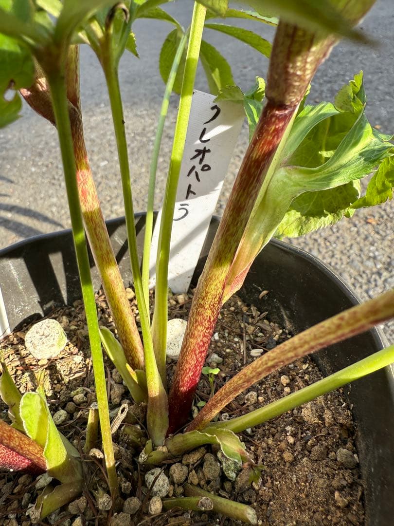 ★ラベル付き★充実株★クレオパトラ　レッドダーク★整形弁★クリスマスローズ開花株