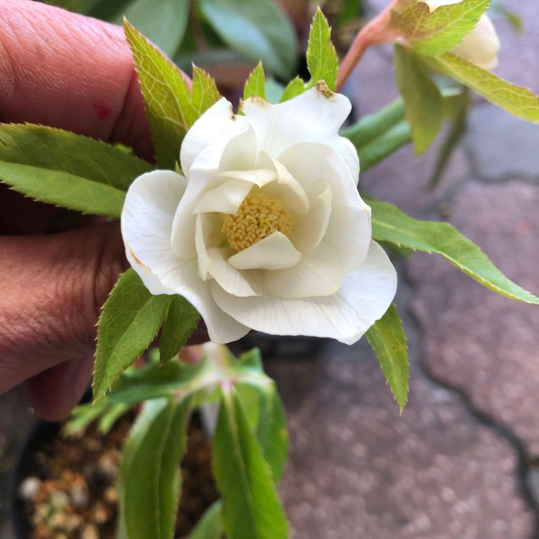 新潟ハイブリッド クリスマスローズ 11ポットセット お買い得です レア品種