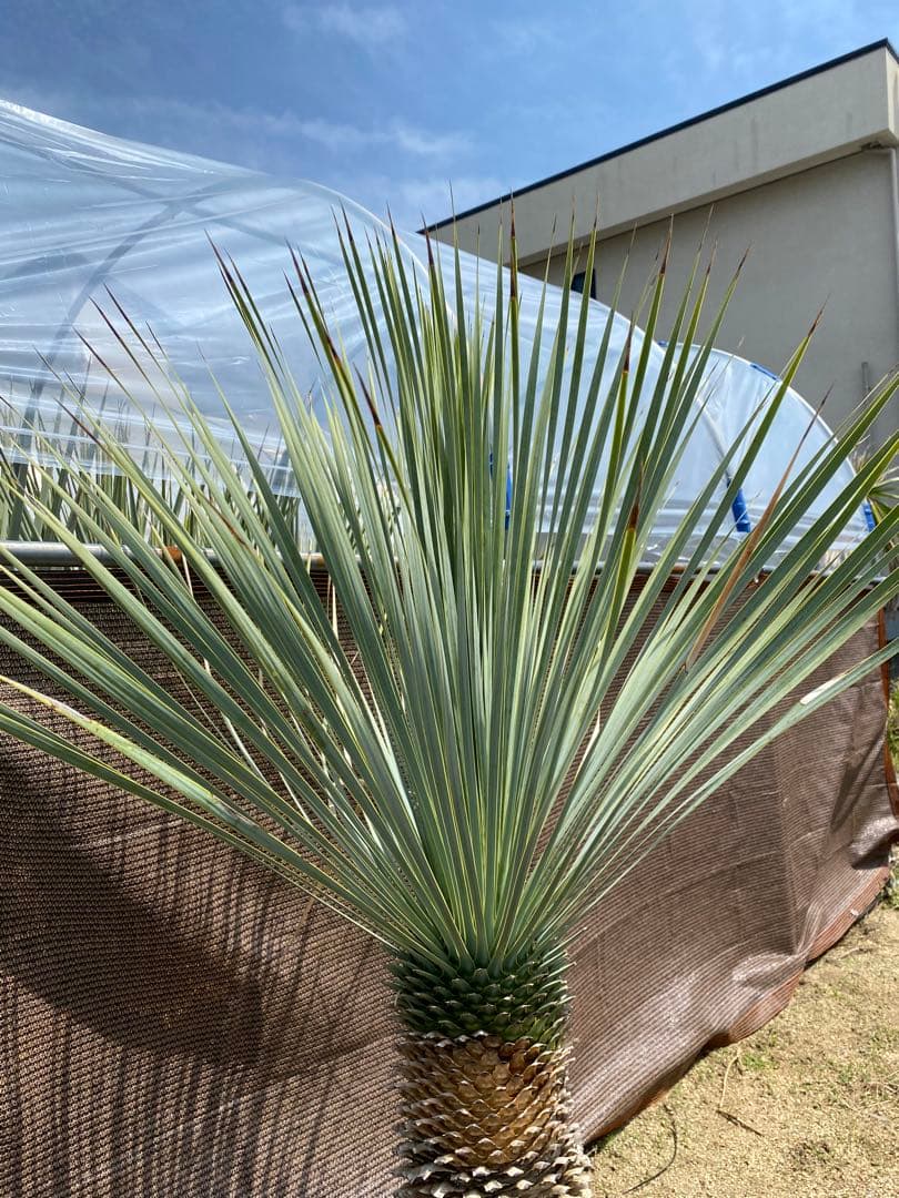 ユッカロストラータブルーサンダー