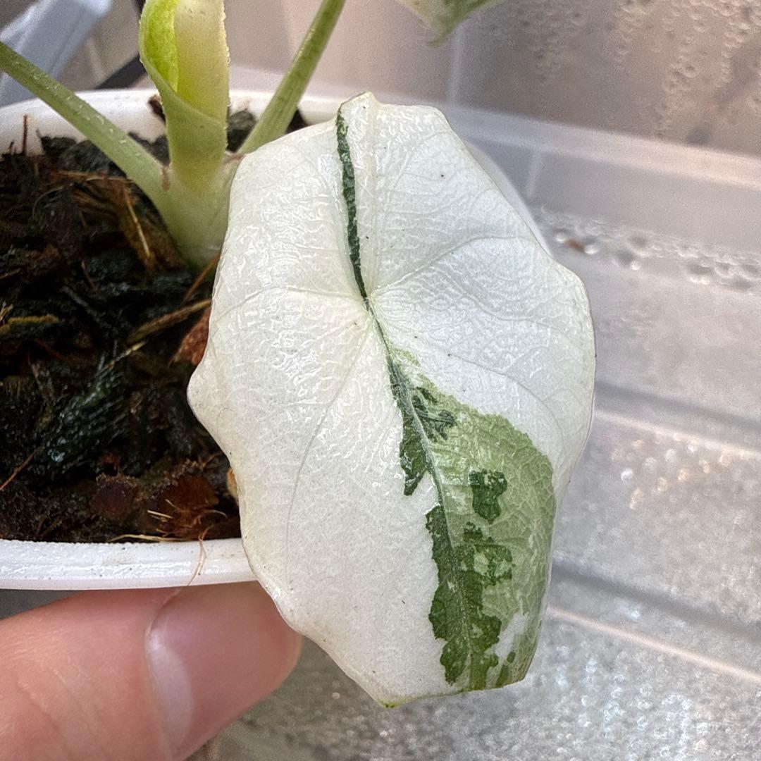 ティファニー アロカシア メロ アルボ