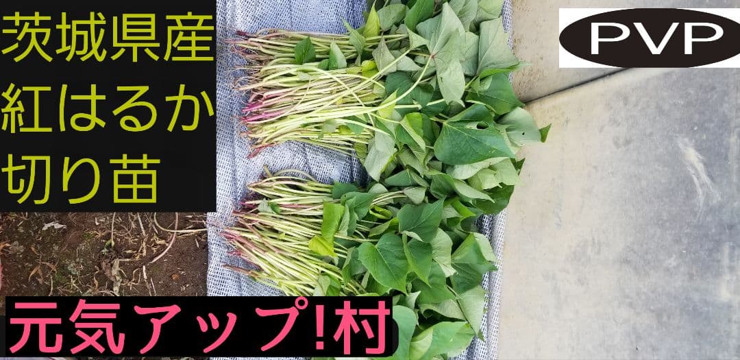 きたのもり様2000本5月23日発送分茨城県産紅はるかさつまいも苗ウイルスフリー