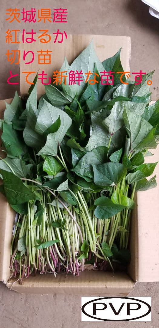 きたのもり様2000本5月23日発送分茨城県産紅はるかさつまいも苗ウイルスフリー