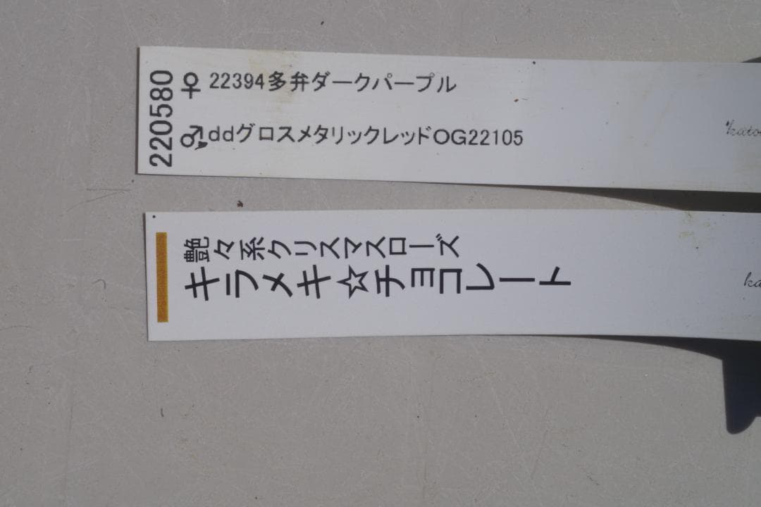 7648 認定！　キラメキ・チョコレート　クリスマスローズ開花　加藤農園