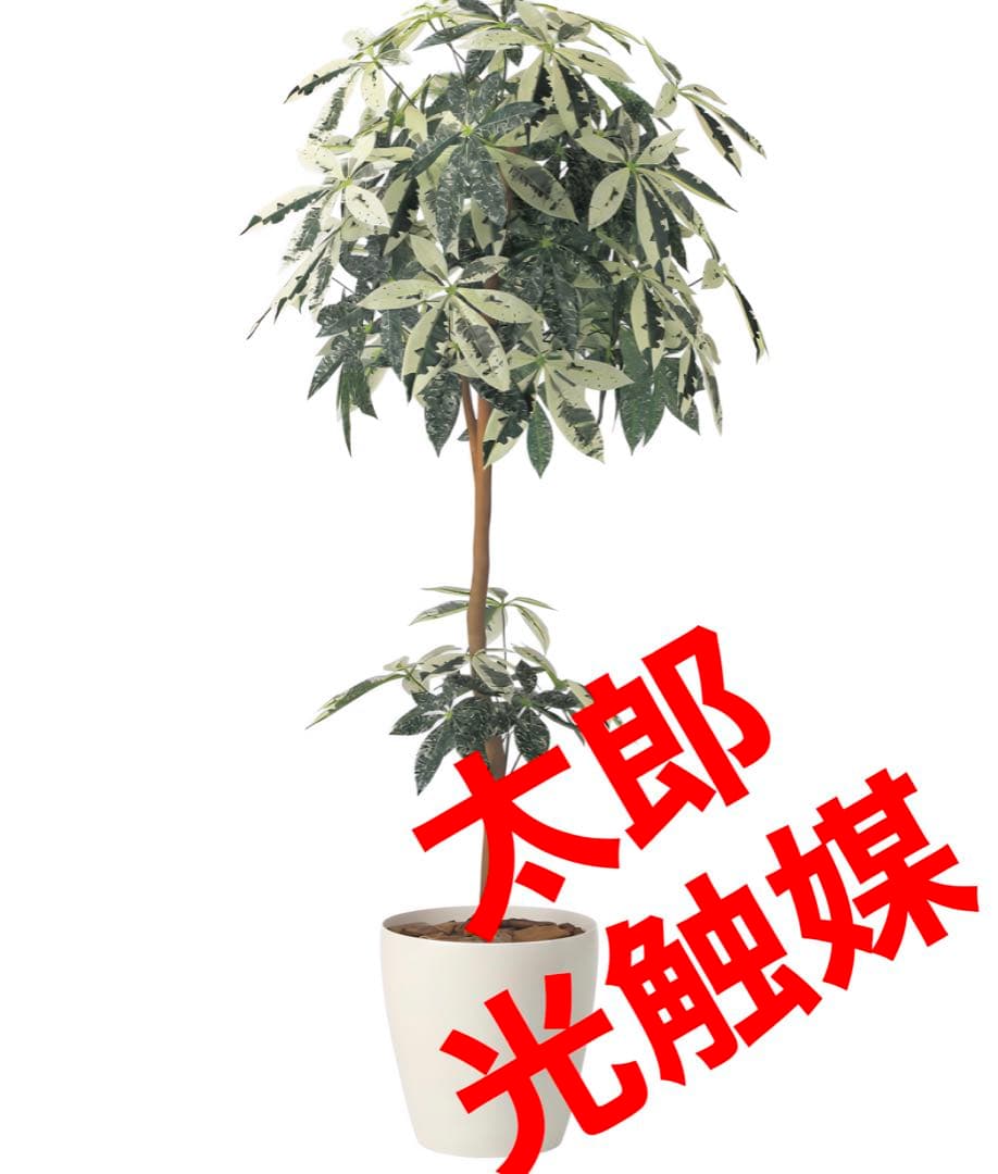 光触媒　人工観葉植物　ウォールグリーン　フェイクグリーン　ミルキーパキラ1.6