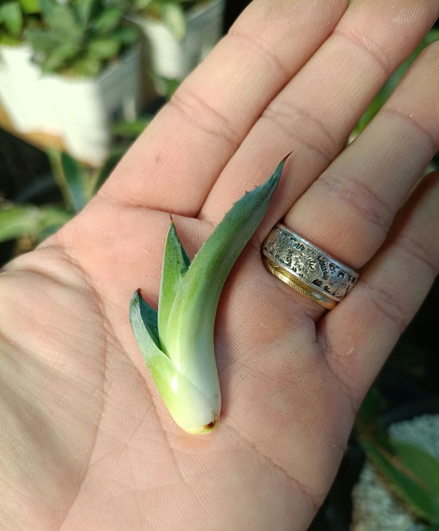 アガベ　オバティフォリア　パリー　パラサナ　モンタナ　ハイブリッドアガベ　斑入り