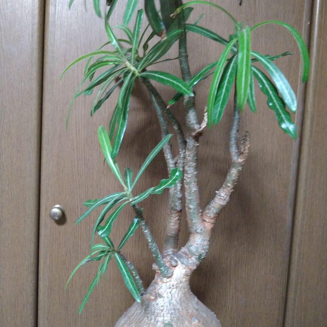 ▲現地球 大株 赤肌 アデニウム ソマレンセ ノバ