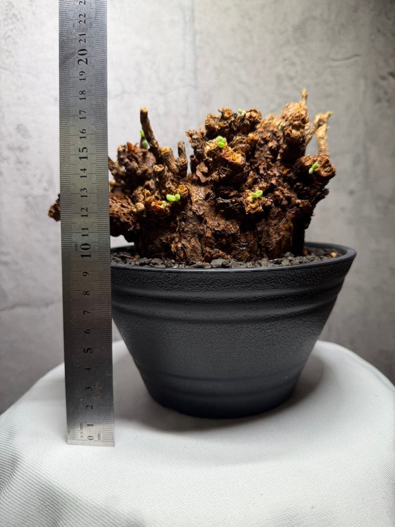 【特大株】ケラリア ピグマエア　発根確認済