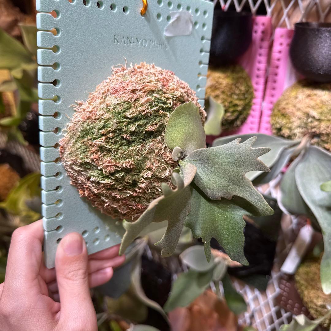 ビカクシダ P.OMG sporeling