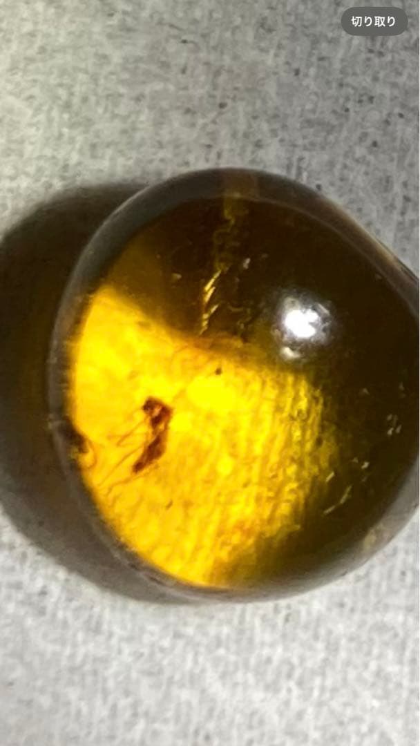 4千万年前の昆虫入り樹液の化石