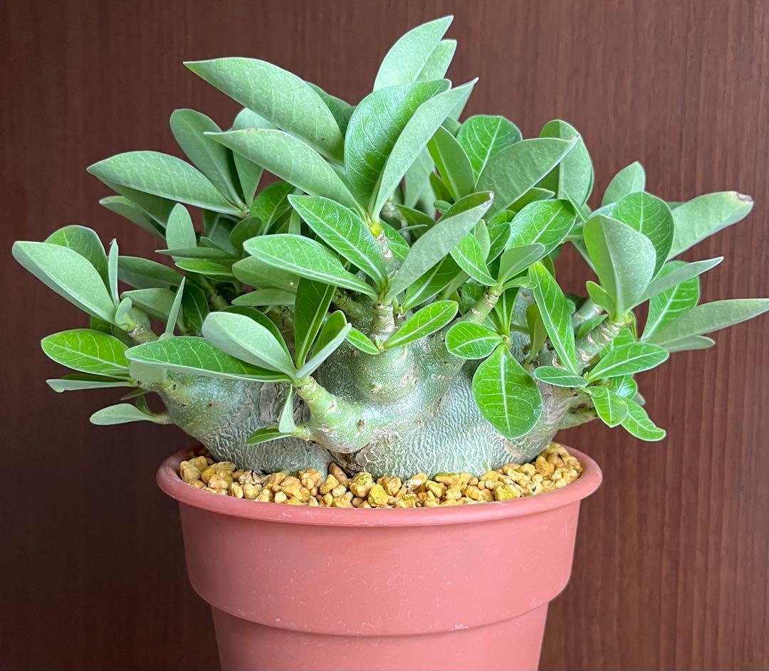 ポプリポップ【激レア/ドワーフ/超極太】アデニウム V2ハック鉢植えX-6