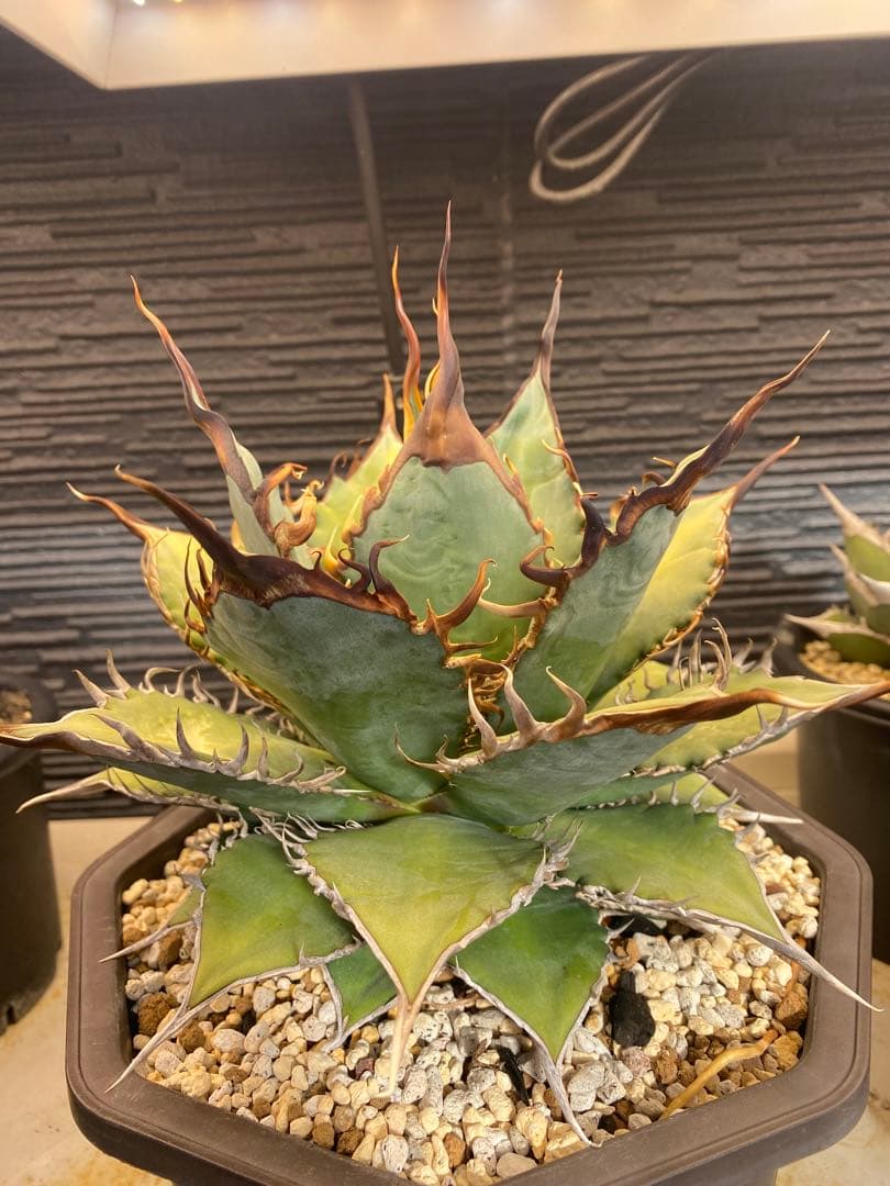 アガベ　オテロイ　実生