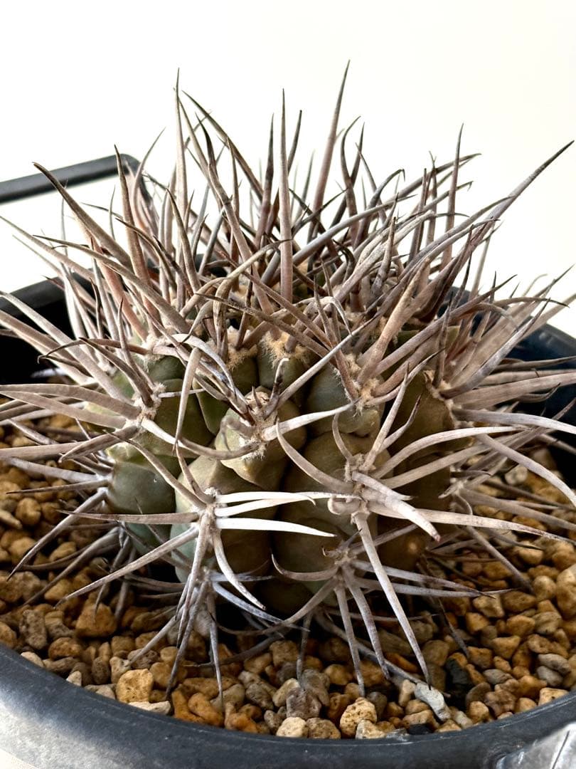 【コレクター品】ギムノカリキウム　守金魔天竜　特大株　発根済　横幅14㎝