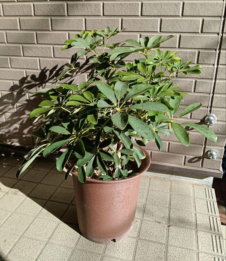 ９号鉢カポック（シェフレラ）