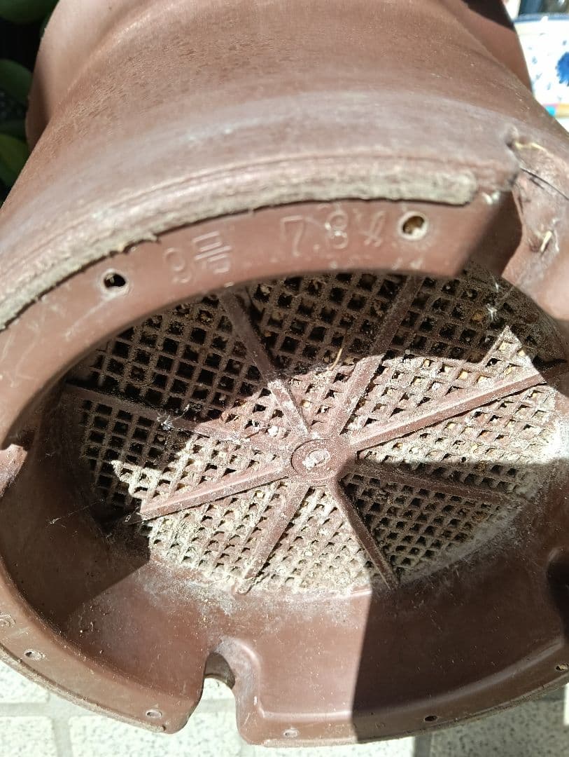 ９号鉢カポック（シェフレラ）