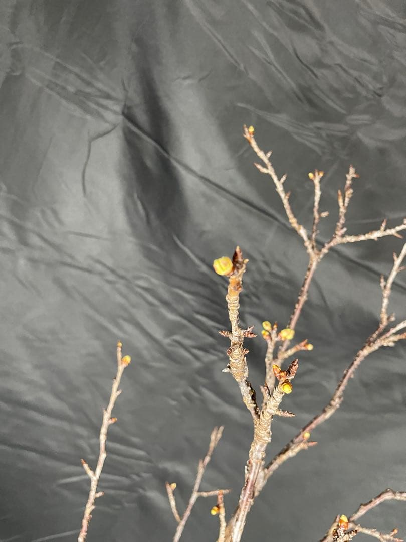 桜　河津桜　カワヅザクラ