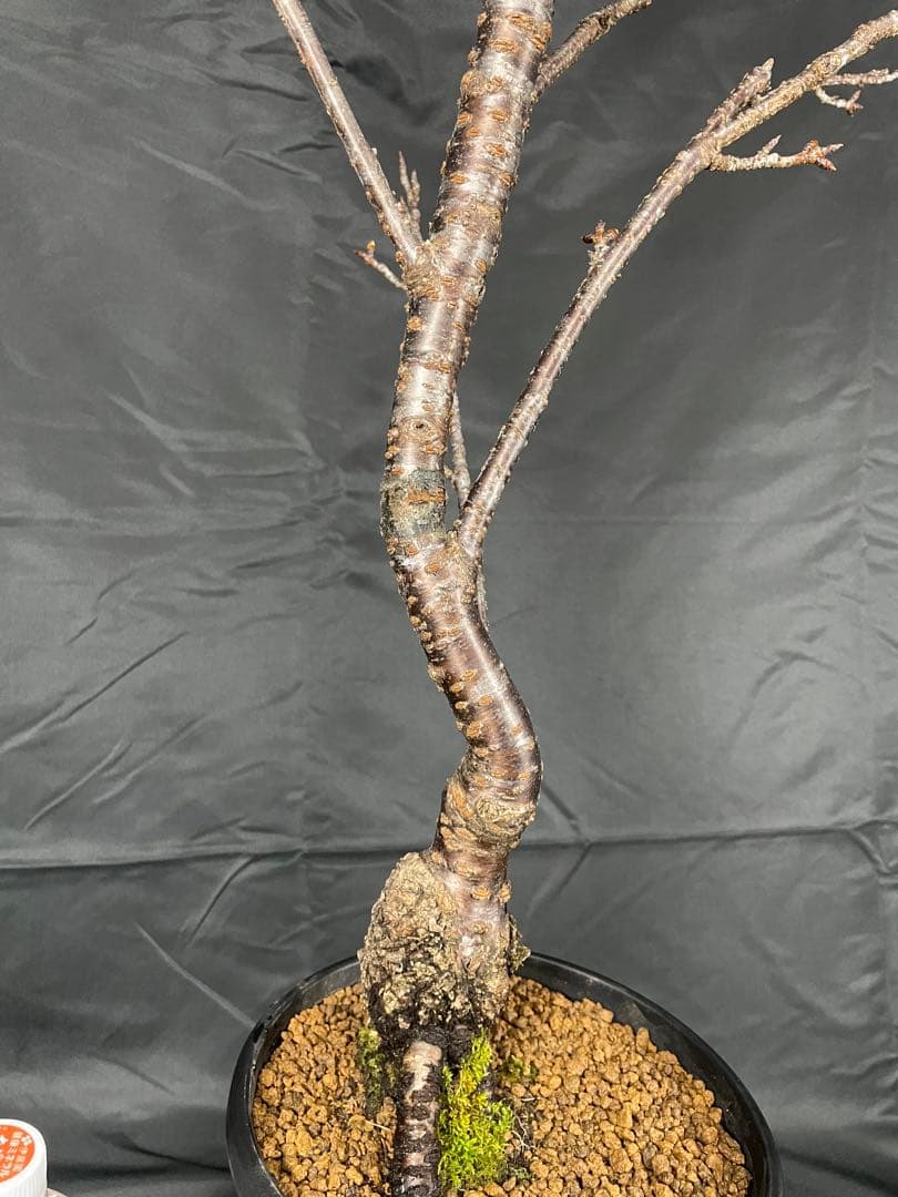 桜　河津桜　カワヅザクラ