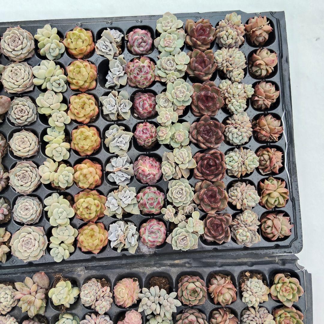 プラグ苗210個セット✨多肉植物　エケベリア　詰め合わせ　寄せ植えに!!