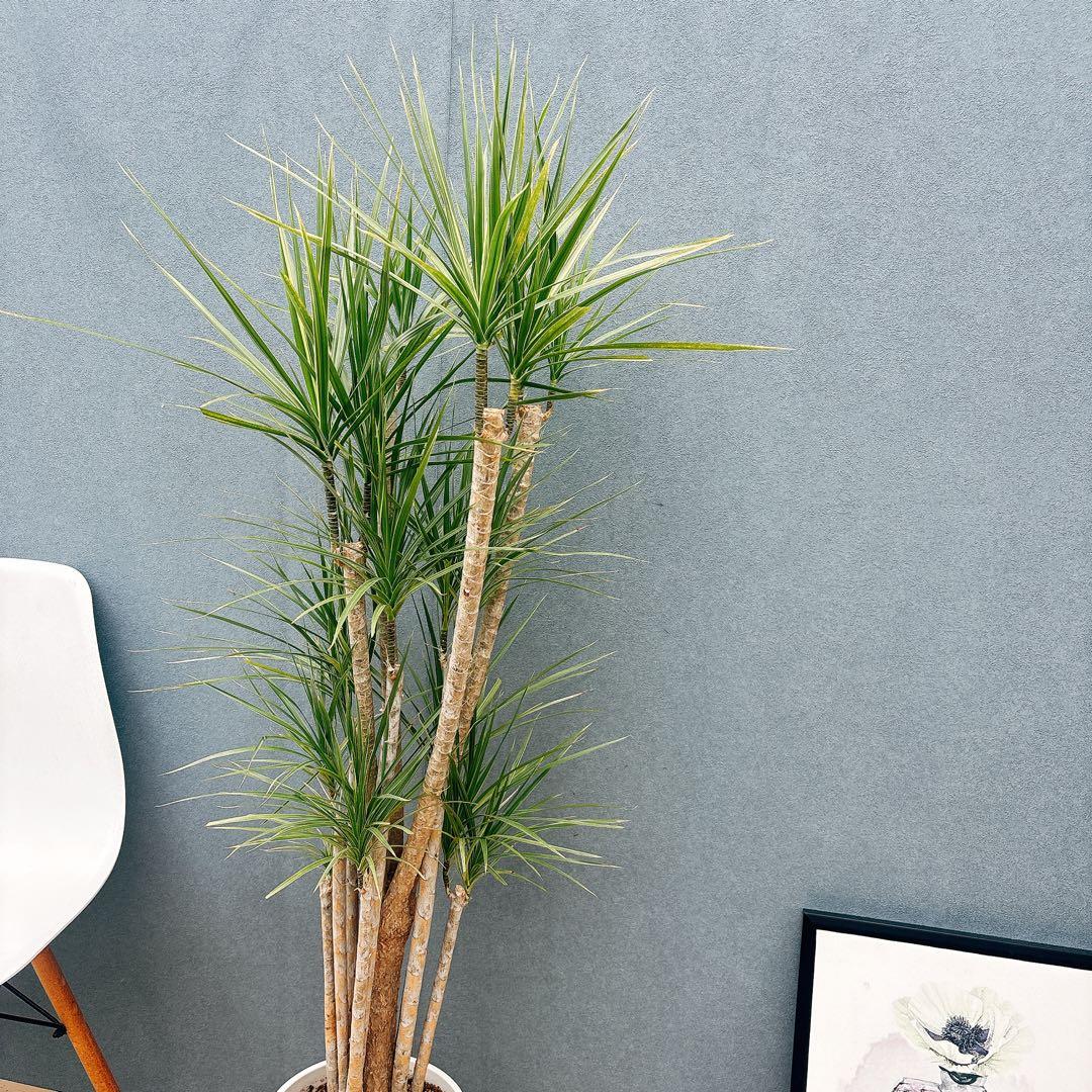 ［現品］34番　ドラセナ　コンシンネ　ホワイボリー　観葉植物　室内　8号