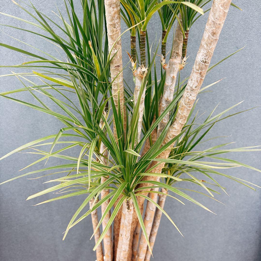 ［現品］34番　ドラセナ　コンシンネ　ホワイボリー　観葉植物　室内　8号