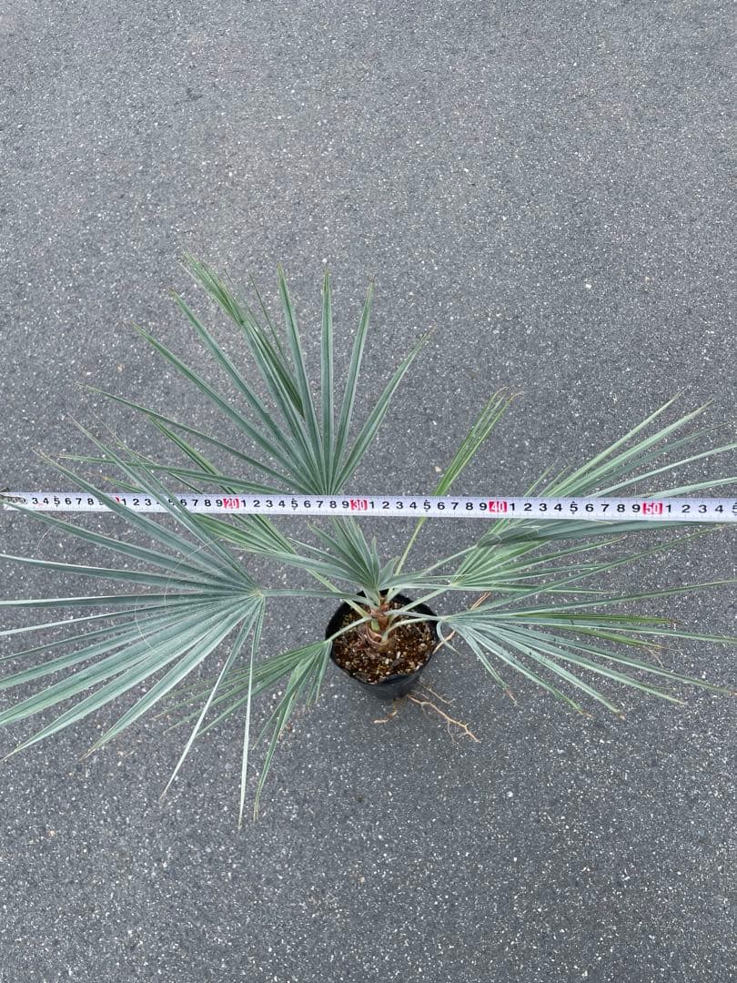 ブラヘア アルマータ 鉢底から1M良型 色白