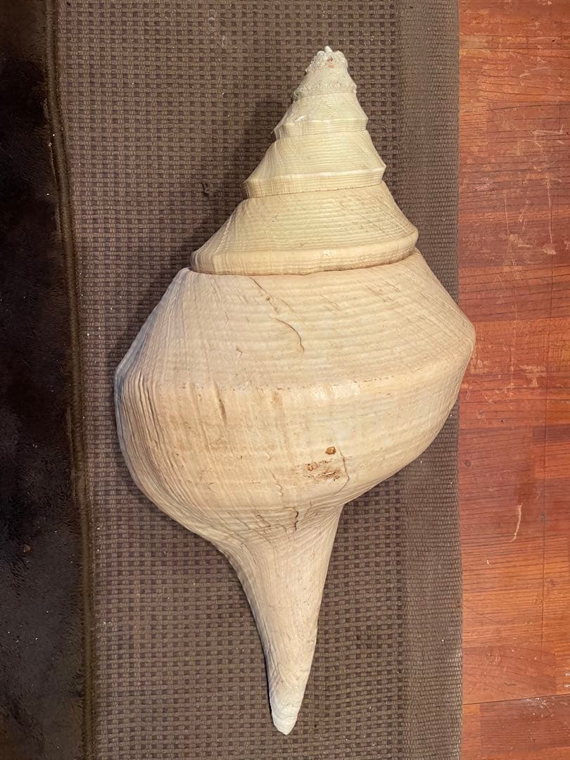 激レア　アラフラオオニシ 希少価値