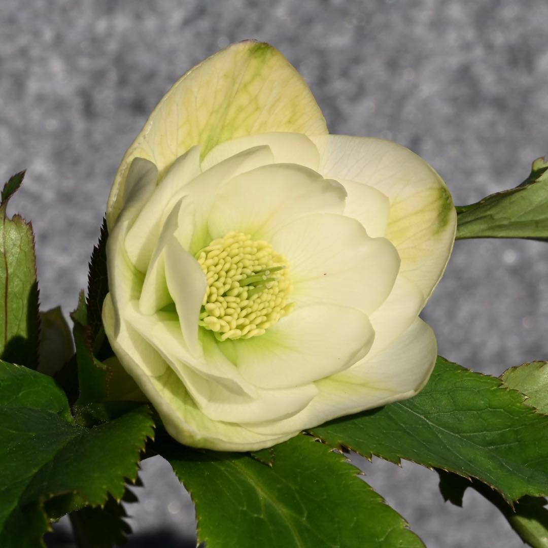 クリスマスローズ グロスホワイトダブル（グロッシー） 開花株