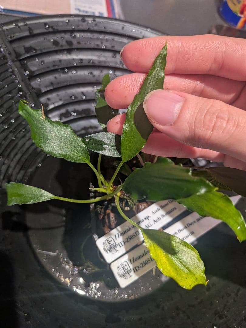 Homalomena sp. Aceh Daya mini 2株 正規タグ付き