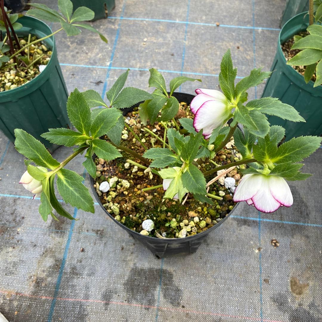 クリスマスローズ　ピコティ　７寸 大株