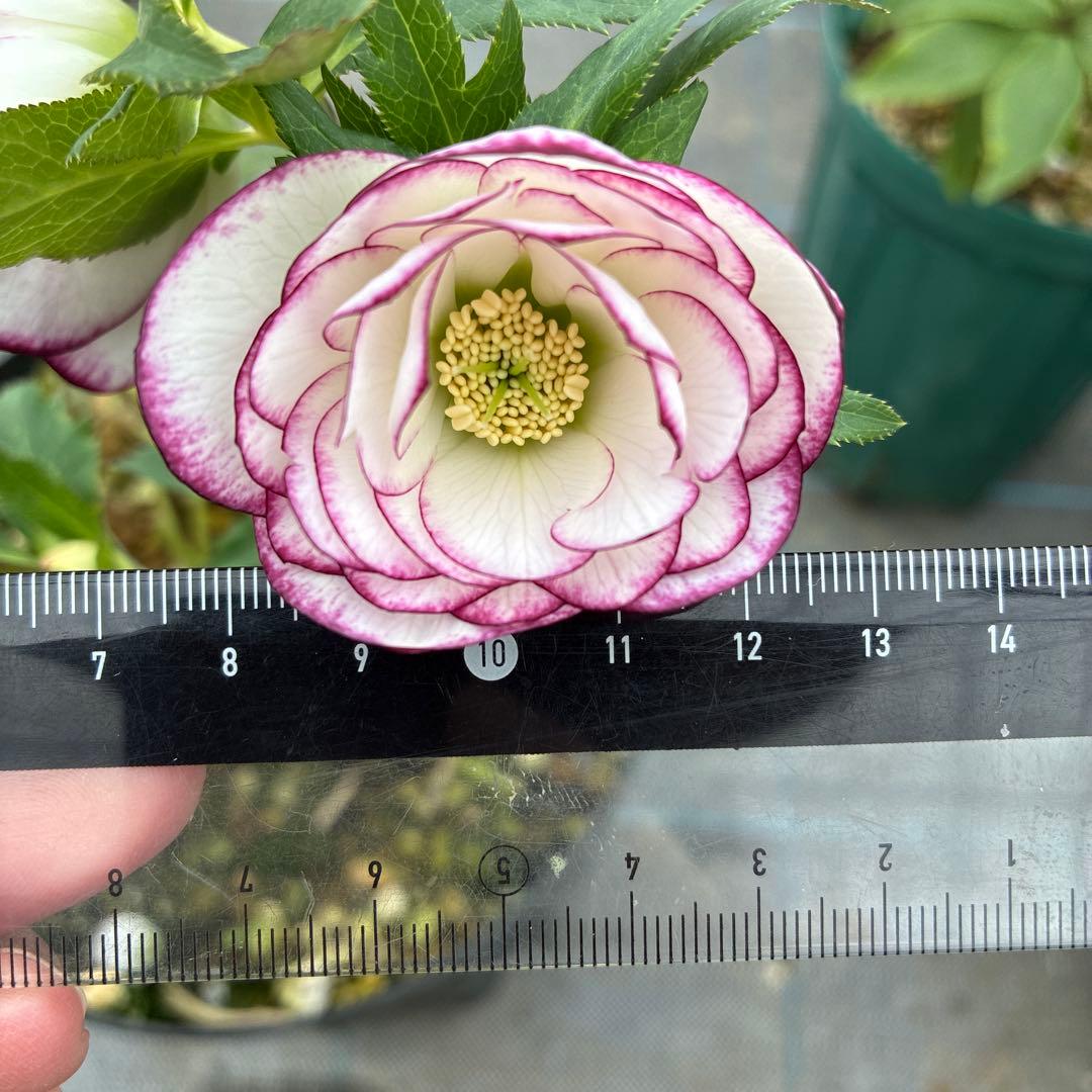 クリスマスローズ　ピコティ　７寸 大株